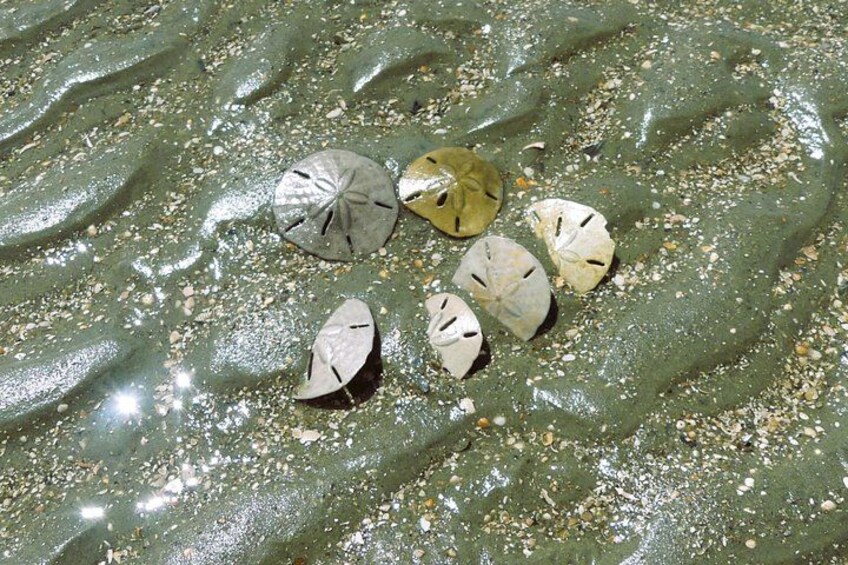 A wet surface with water striders and scattered leaves. 1
