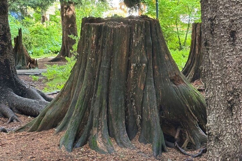 A forest with a large tree stump surrounded by roots. 4