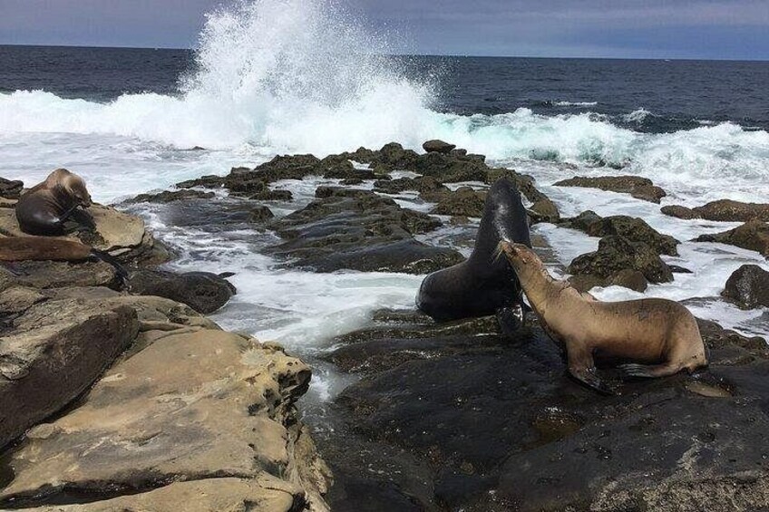 Full Day Private SD Tour from Oceanside 4