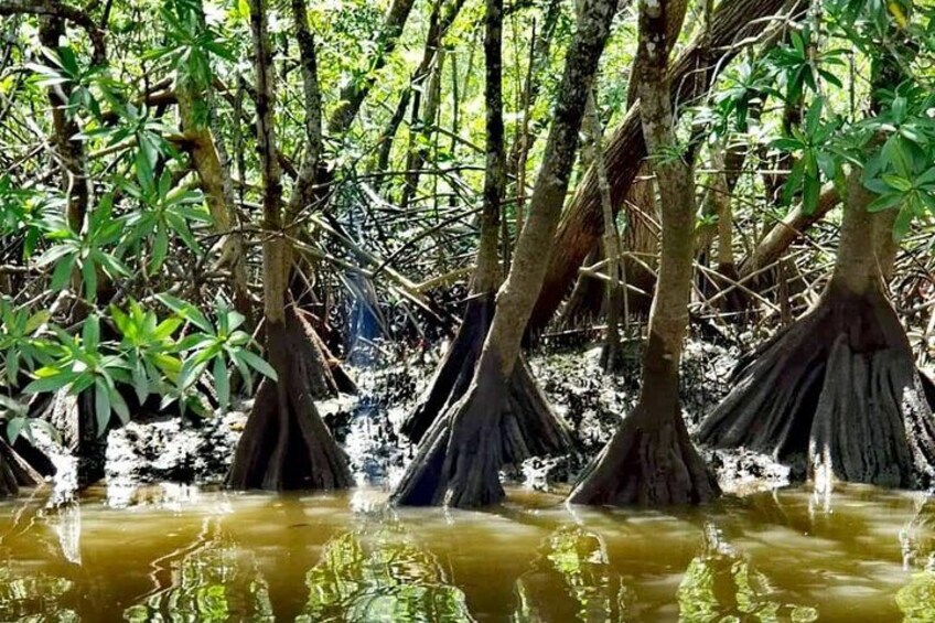 A mangrove forest with waterlogged roots and dense greenery. 2