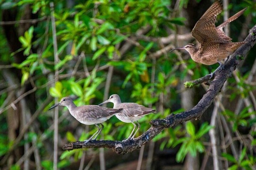 Two birds on a branch with dense green foliage in the background. 4
