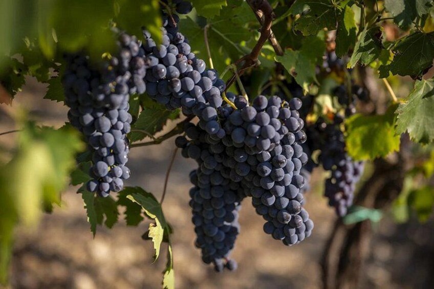 Cooking Class: Dessert & Tuscan Wine Tasting 3