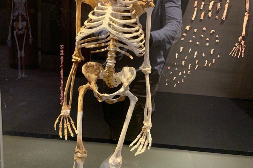 A human skeleton with a display of bones. 2