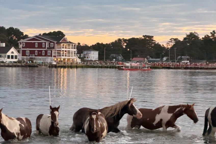 Pony swim 4