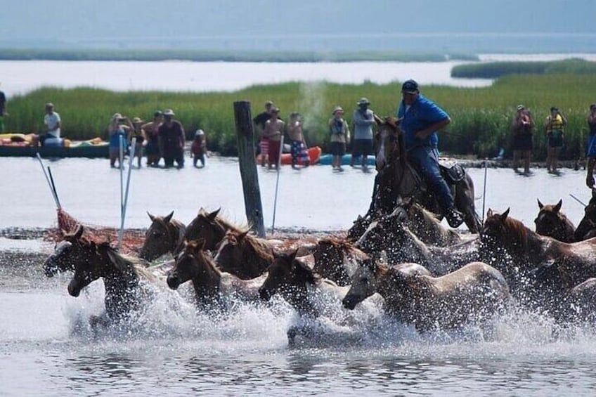 A group of horses running through water with a person on horseback leading them. 1