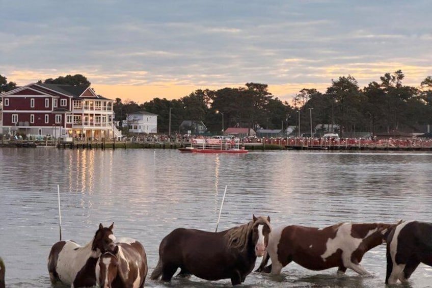 Pony swim 3