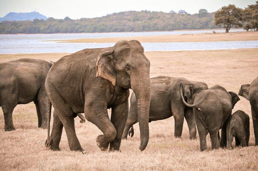 Minneriya premium Elephant Safari with expert Guide 2