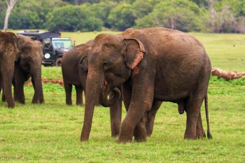 Minneriya premium Elephant Safari with expert Guide 2