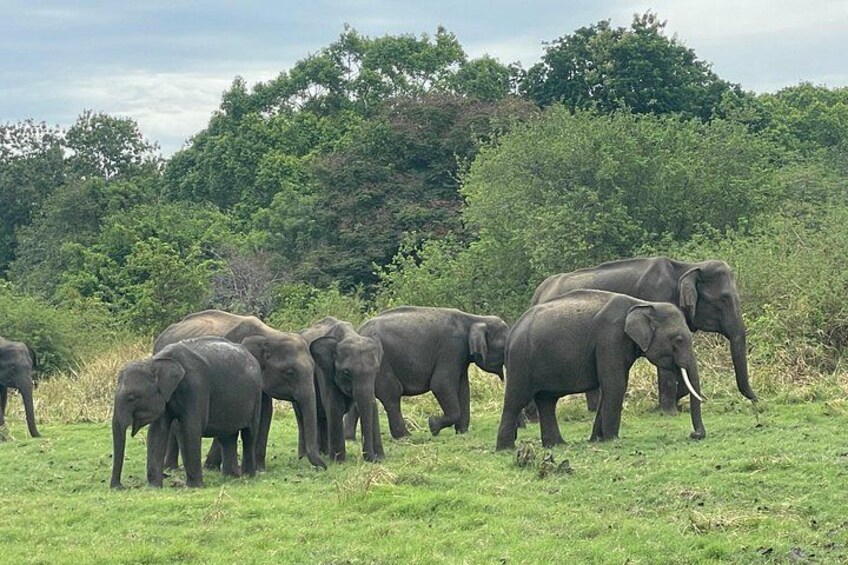Minneriya premium Elephant Safari with expert Guide 5