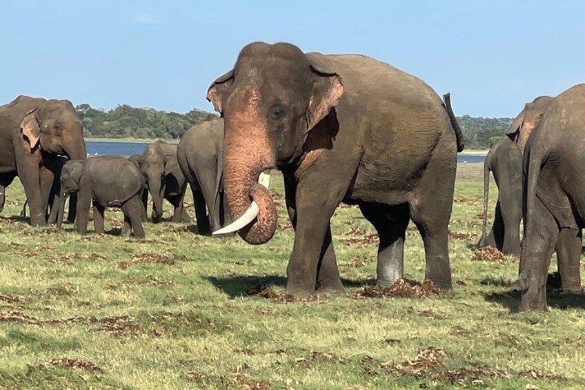 Minneriya premium Elephant Safari with expert Guide 4