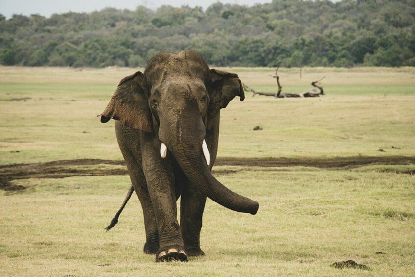 Minneriya premium Elephant Safari with expert Guide 2