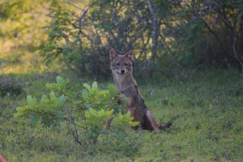 Een coyote in een grasrijk gebied met dichte begroeiing op de achtergrond. 3