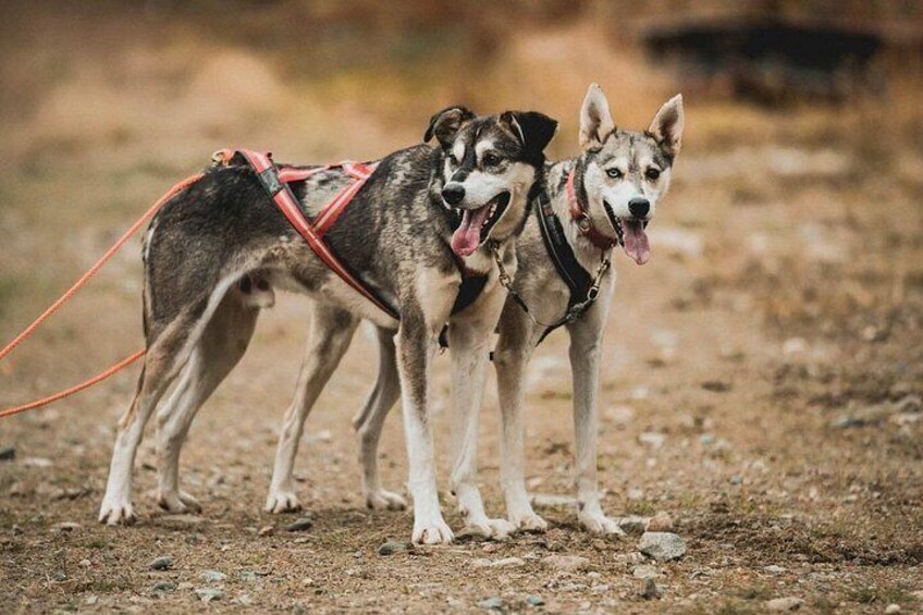 Two dogs on leashes in an outdoor setting. 3