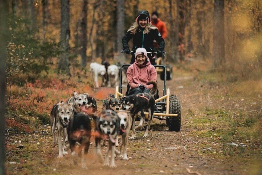 A person in a pink jacket pulling a cart with dogs in a forest. 1