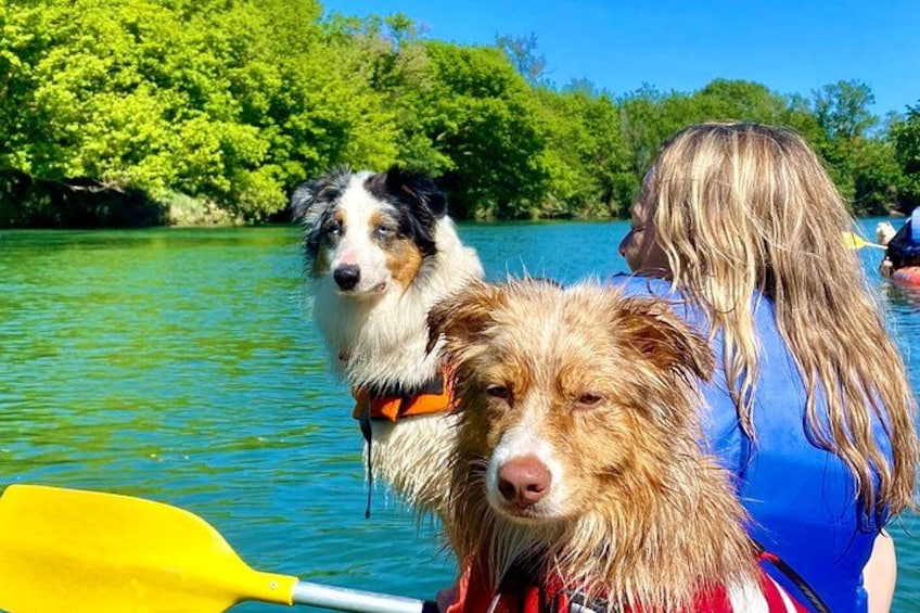 Two dogs wearing life jackets on a boat, surrounded by water and greenery. 2