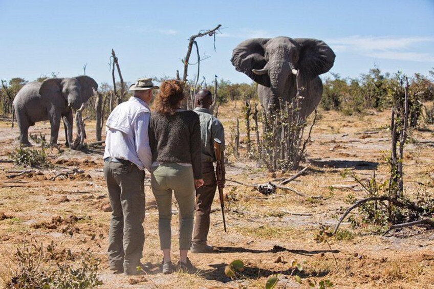 A group of people observing elephants in a dry, open landscape with sparse vegetation. 1