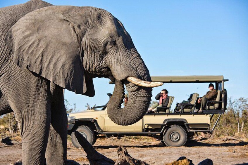An elephant with tusks, a safari vehicle, and two people in the background. 4