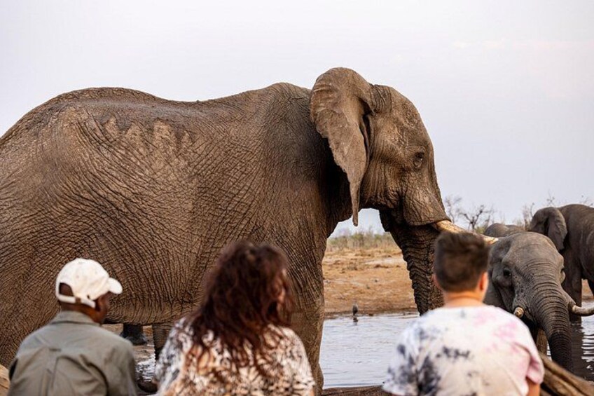 An elephant by a waterhole with people observing. 2