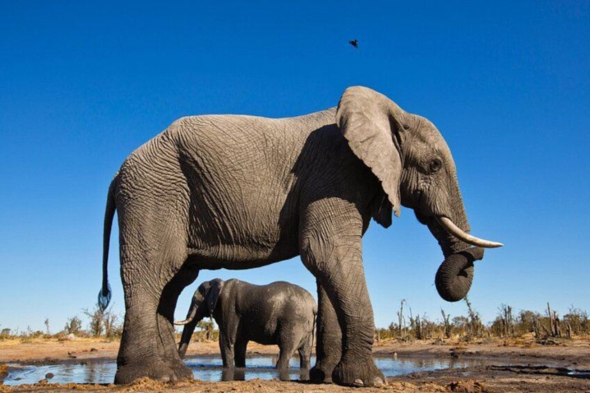 Two elephants by a waterhole in a dry landscape. 5