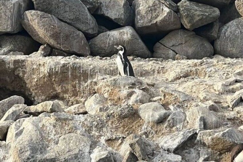 Coastal Hike in Zapallar and Cachagua Nature and Gastronomy 2