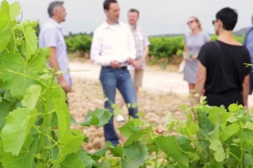 Winery Tour and Wine Secrets between Avignon and Nîmes 5
