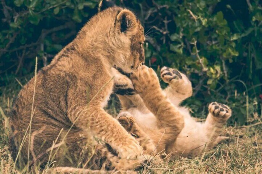 Two lions lying on the ground in a grassy area with dense foliage in the background. 4