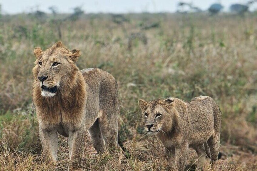 Two lions in a grassy savannah. 3