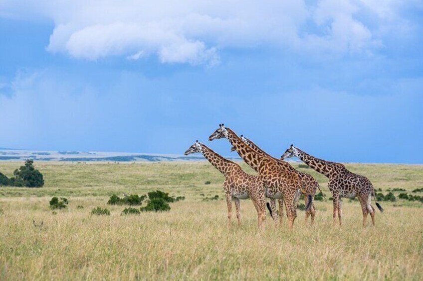 A group of giraffes in a grassy field with a clear sky. 2