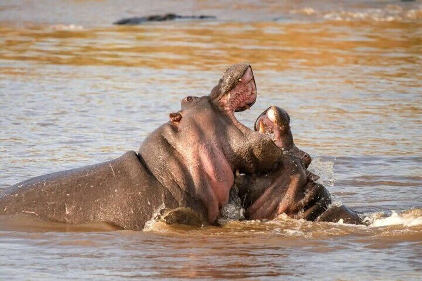 Two hippos in a body of water. 5