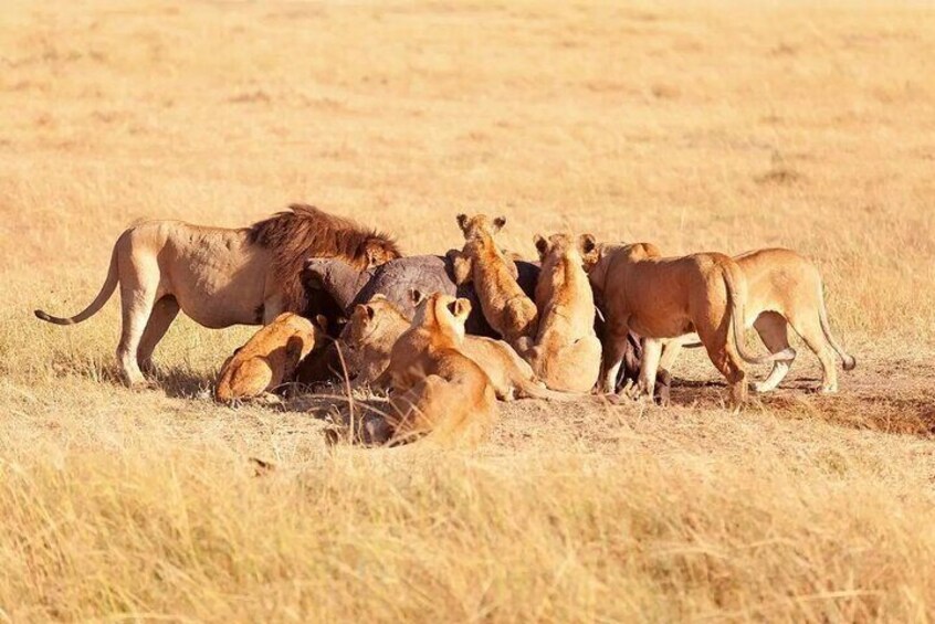 A group of lions in a grassy savannah. 1