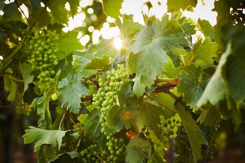 Umbria like a local: Private Wine Tasting & Dining Experience 3
