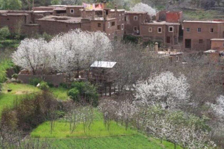 A village with traditional buildings and blooming trees. 5