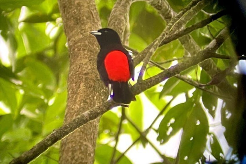 Sunrise Birdwatching at Arenal Volcano 2