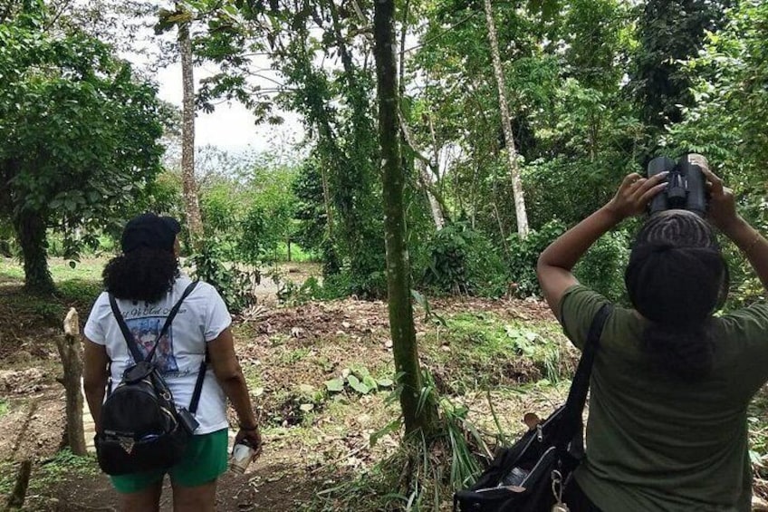 Sunrise Birdwatching at Arenal Volcano 5