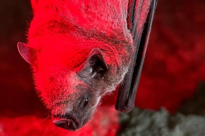 A bat hanging upside down with red fur. 1