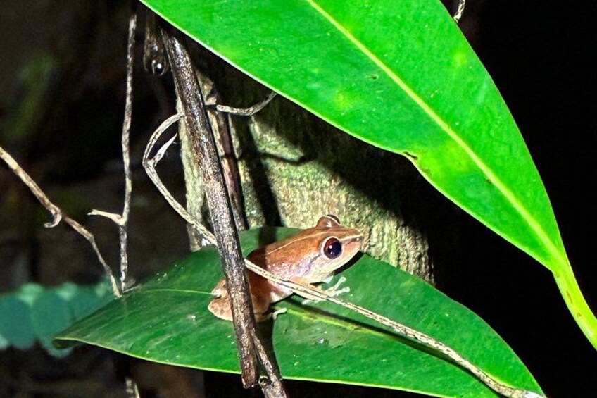 A frog on a green leaf. 5