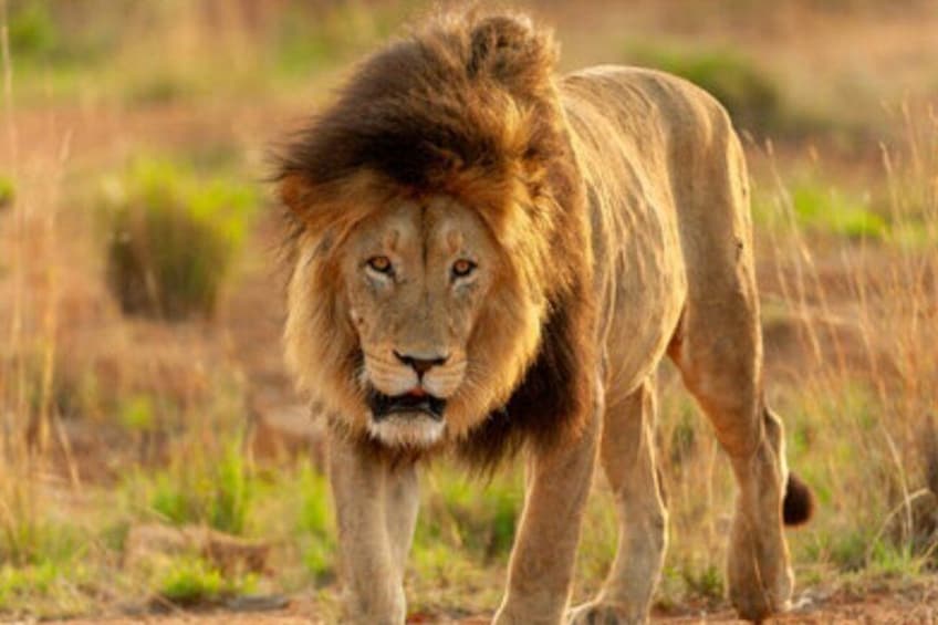 A lion walking in a grassy savannah. 1