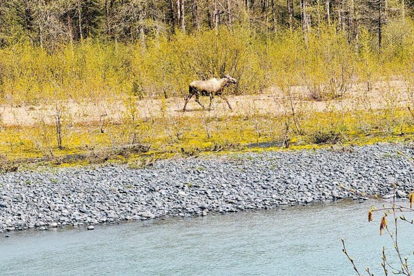 Private Seward Cruise Transit Tour with National Park and AWCC 2