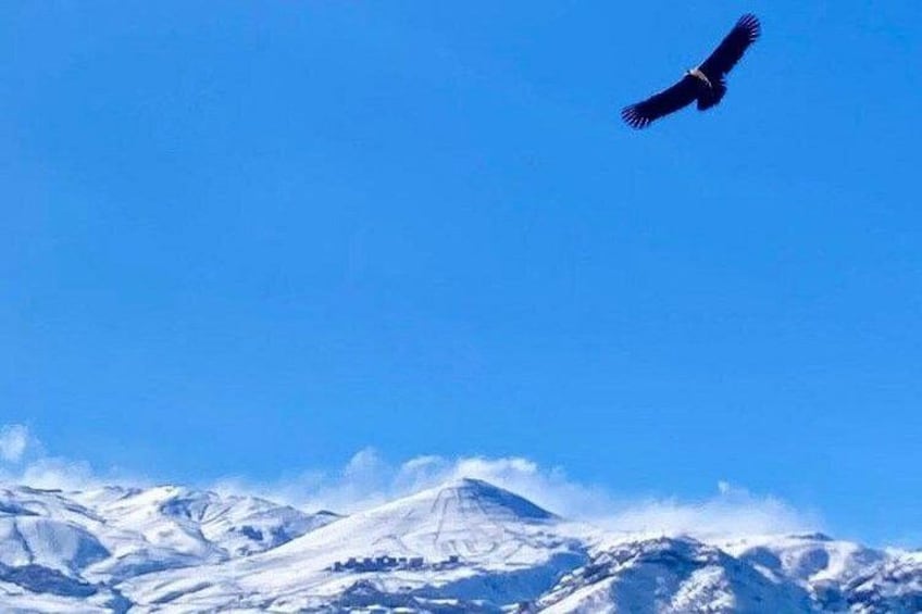 En fågel flyger över snötäckta berg. 1
