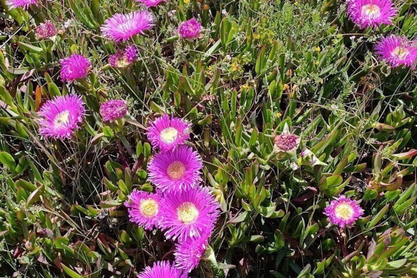 Pink flowers, green foliage, and dry grass. 5