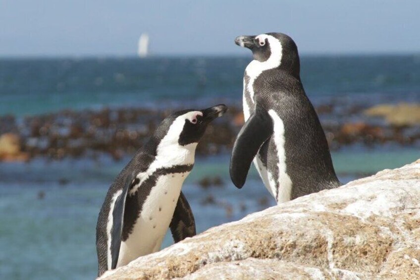 Two penguins on a rocky shore with the ocean and a sailboat in the background. 3