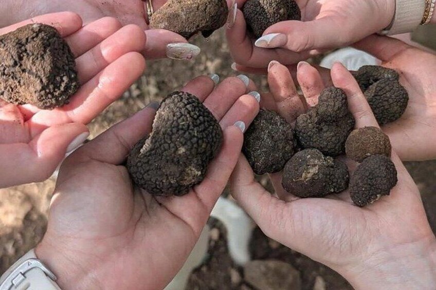 Handen houden verschillende soorten truffels. 2