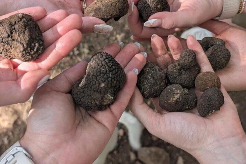 Truffle hunting with tasting in the woods 3