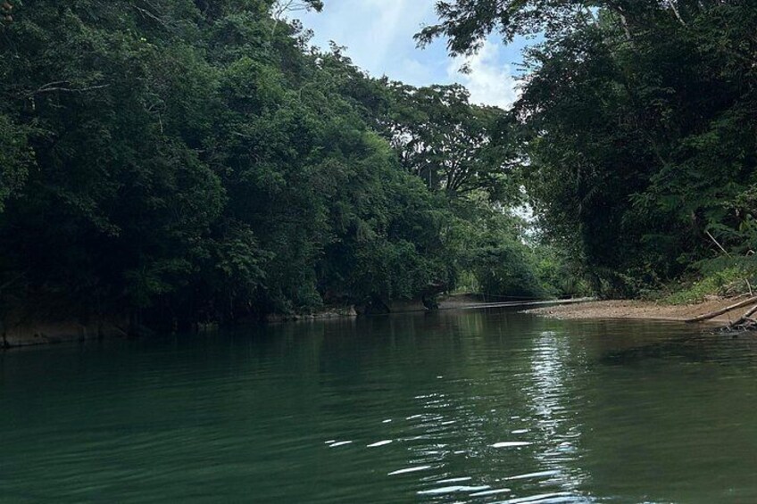 Un río rodeado de bosque denso. 2