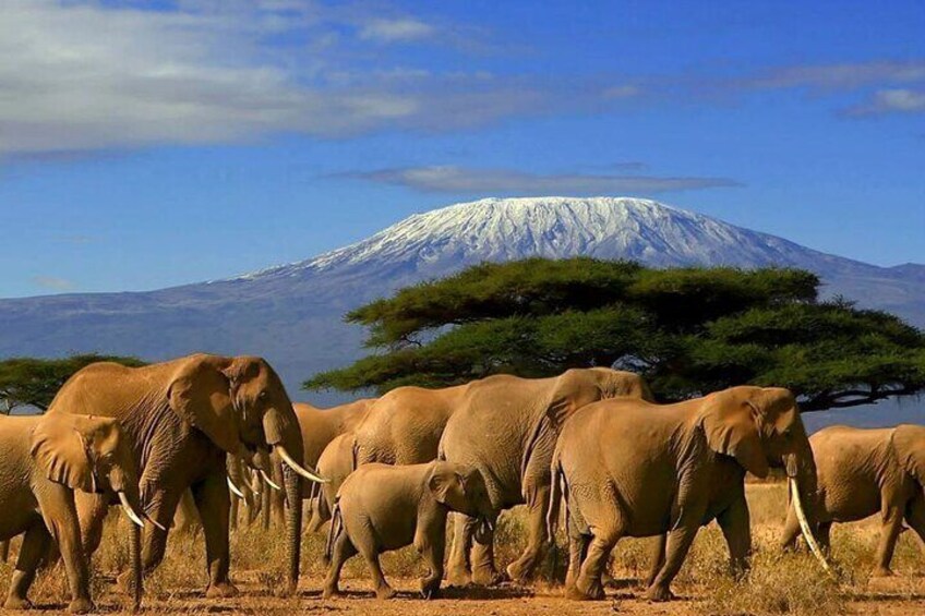 Un branco di elefanti in una savana arida con una montagna innevata sullo sfondo. 1