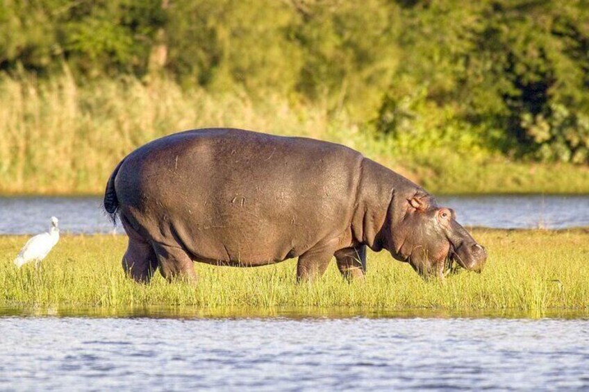 Un ippopotamo pascola vicino a un fiume, con un uccello nelle vicinanze. 4