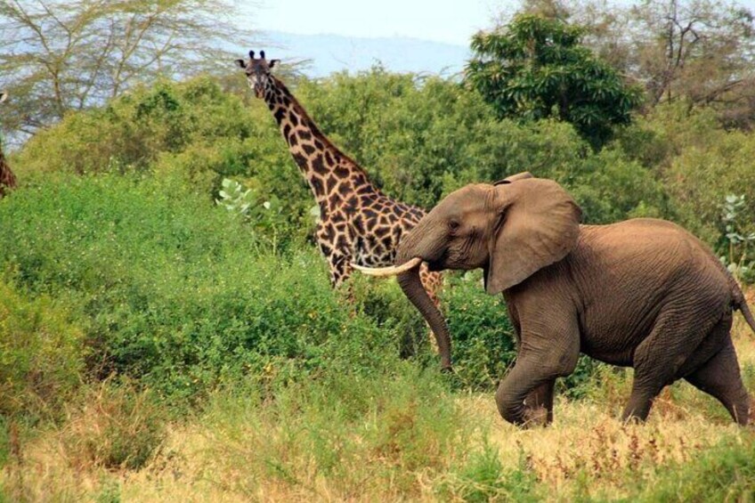 Una giraffa e un elefante in un prato erboso, con alberi e montagne sullo sfondo. 5