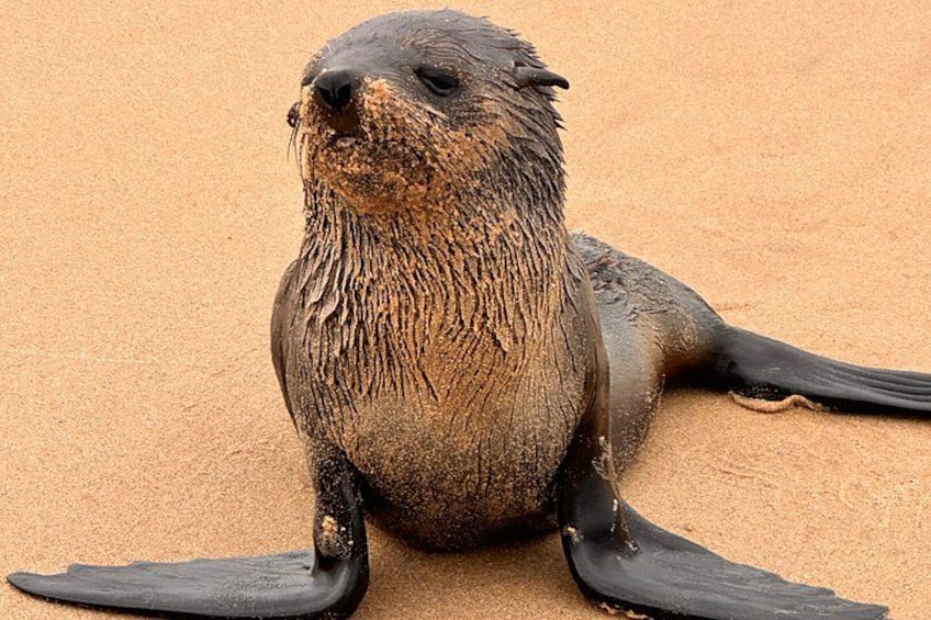 Ein Seeotter liegt auf einem Sandstrand. 2