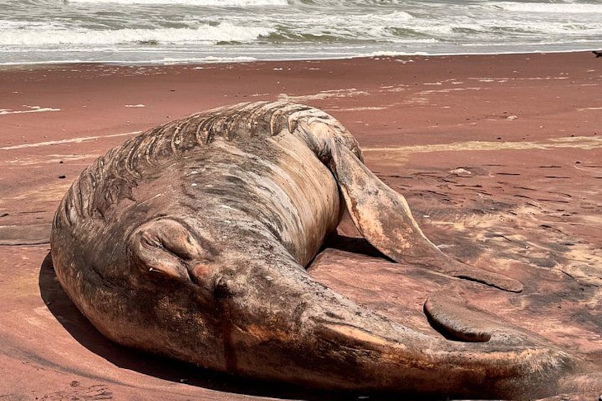 Ein großes, verwittertes Elefantenskelett am roten, sandigen Strand, im Hintergrund Wellen. 5