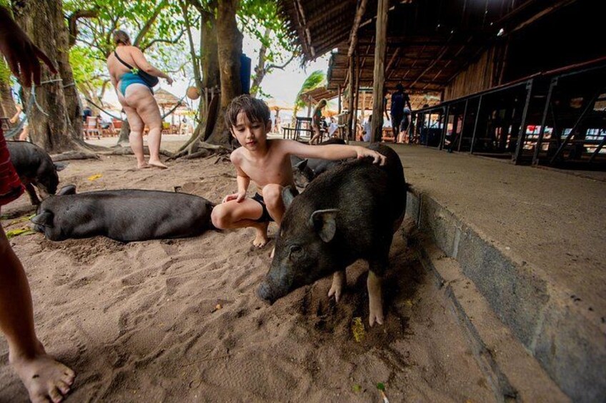A sandy beach with a person and a pig. 4